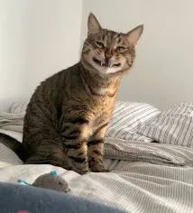 A tabby cat sits upright on a bed with striped sheets, looking directly at the camera with a smug, slightly grumpy…