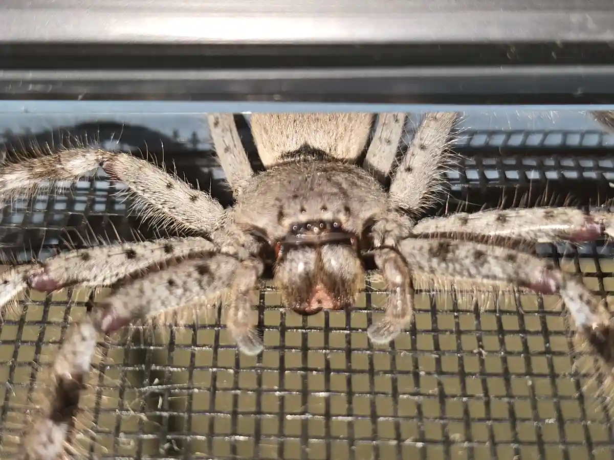 Meet Sultan, the Fearless Huntsman Spider