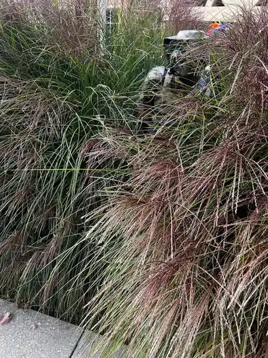 A person wearing camouflage clothing and a helmet is partially obscured by tall ornamental grasses with green blades and…