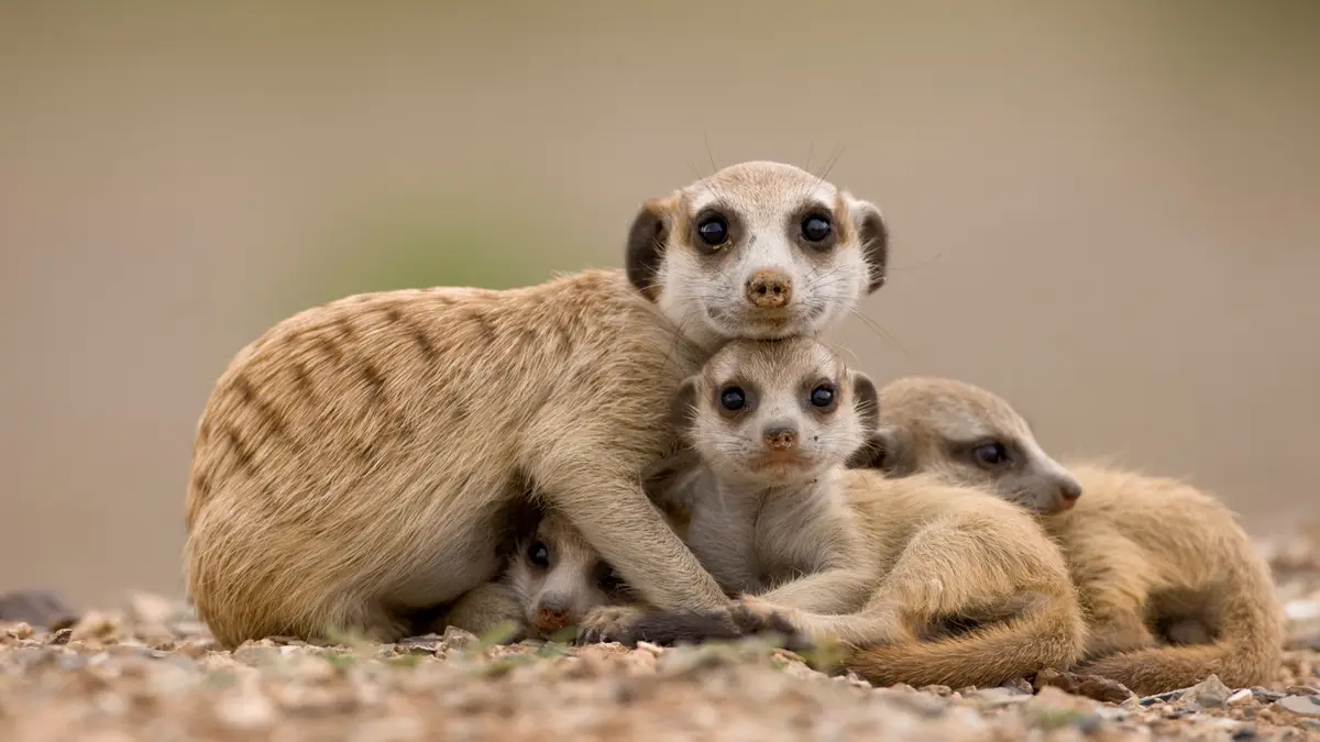 This adult meerkat guards its adorable pups, whose mama is likely older and dominant, but this caregiver's role is vital in…