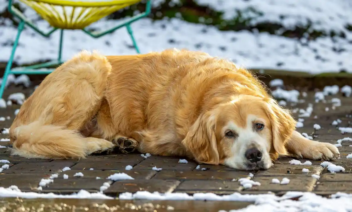 A Glimpse Back: Cooper's Adventures from Last Year