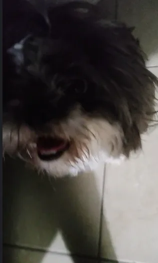 A close-up, slightly blurry photo of a small, shaggy black-and-white dog looking up with its mouth open, standing on a tiled…