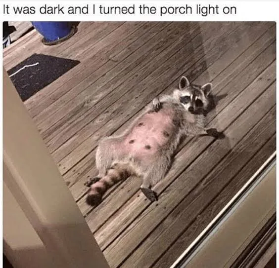 A raccoon is lying on its back on a wooden deck, belly exposed with several dark spots visible, looking up at the camera…