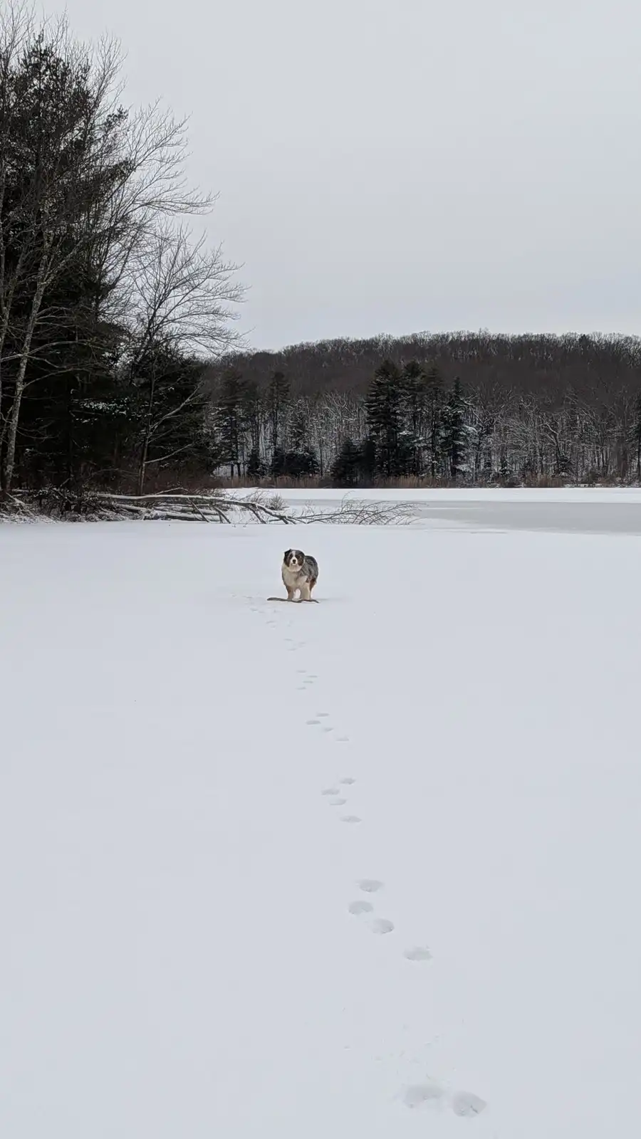 A blue merle Australian Shepherd dog stands in the middle of a vast, snow-covered frozen lake, looking directly at the…