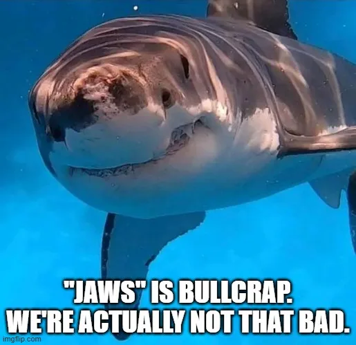 A close-up underwater photo of a great white shark looking directly at the camera with a slightly open mouth, showing its…