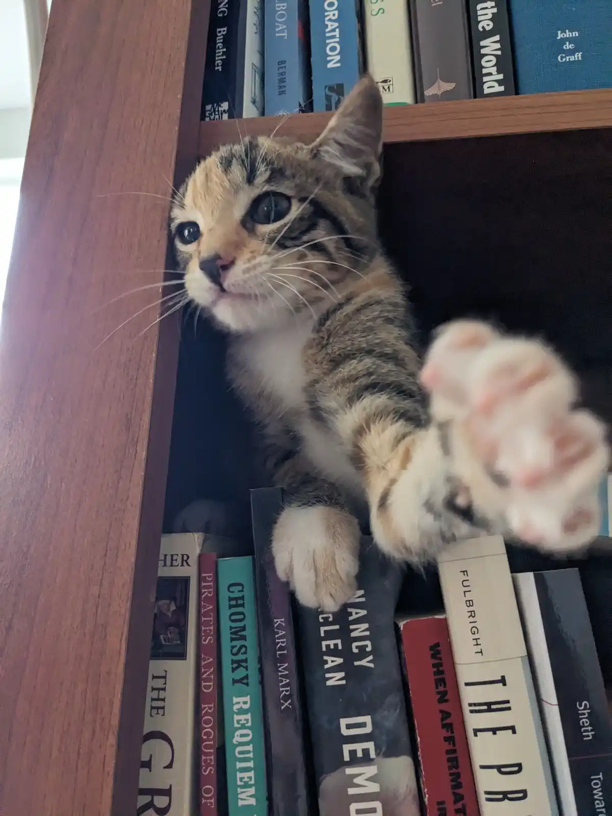 A calico kitten with wide, innocent eyes peers out from behind a stack of books on a wooden bookshelf, one paw extended…