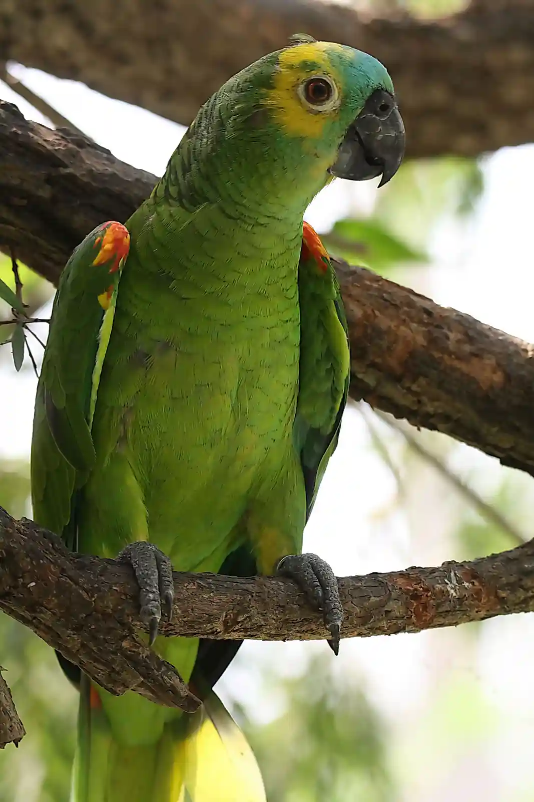 A vibrant green parrot with yellow and orange markings on its head and wings perches calmly on a tree branch. The bird's…