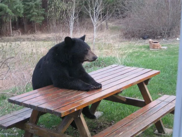 A black bear is lounging on a wooden picnic table in a grassy outdoor area with trees and brush in the background. The bear…