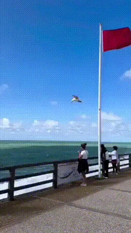 A sequence of six images shows a woman standing on a seaside promenade holding an ice cream cone. A seagull flies in, swoops…