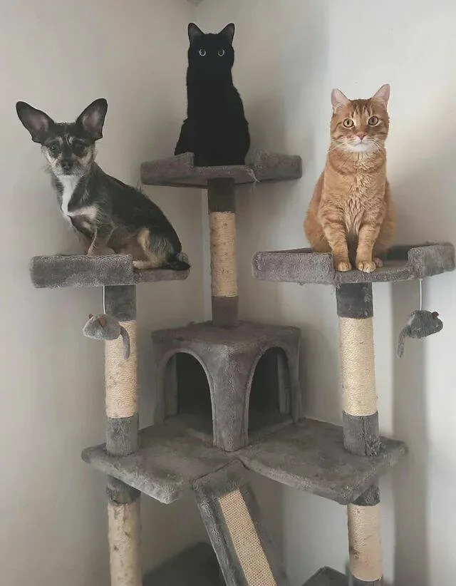 A small black-and-white dog sits on the left platform of a multi-level cat tree, while a black cat and an orange tabby cat…