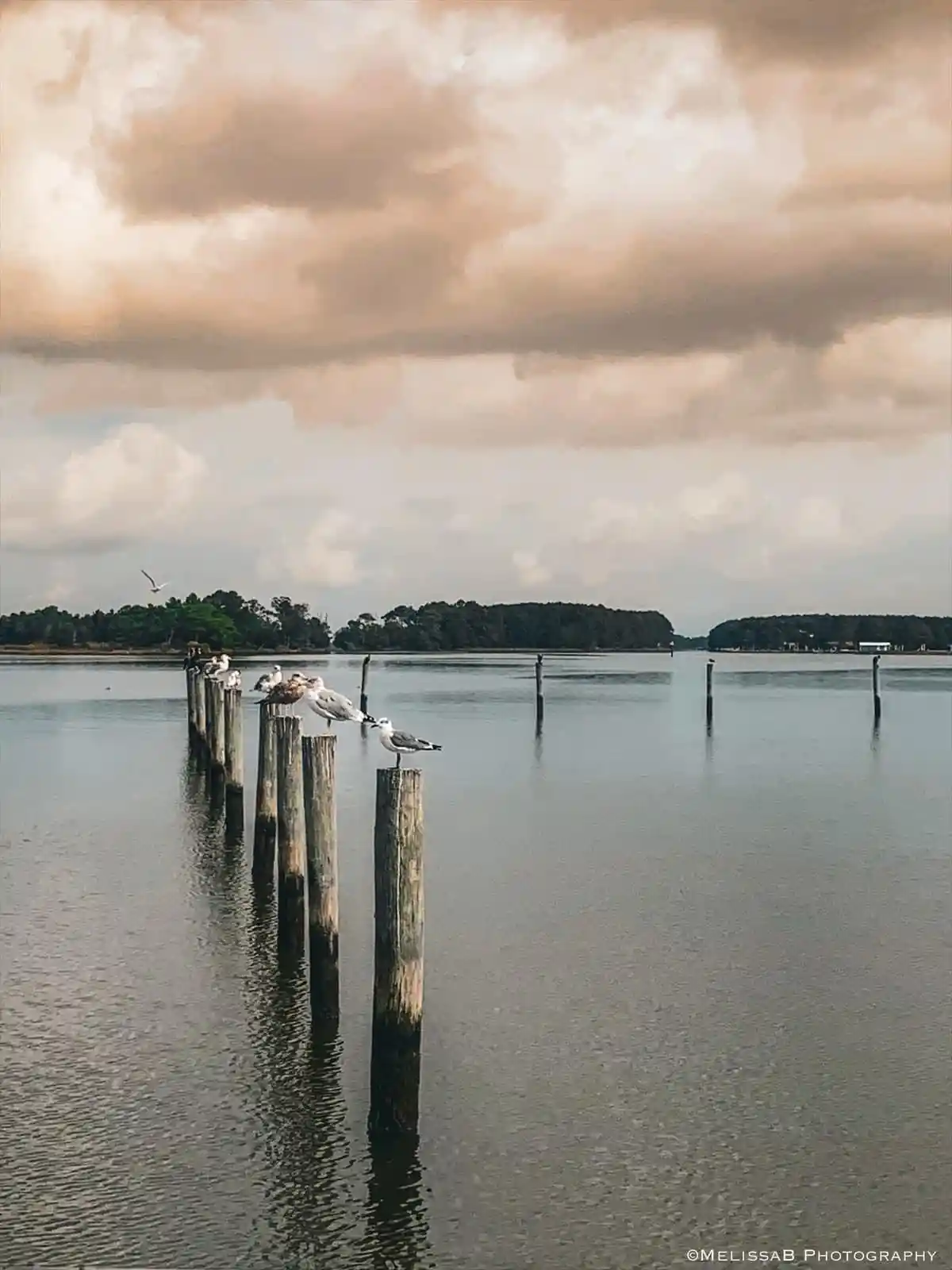 A serene photograph shows several seagulls perched on weathered wooden posts sticking out of calm water, with a distant…