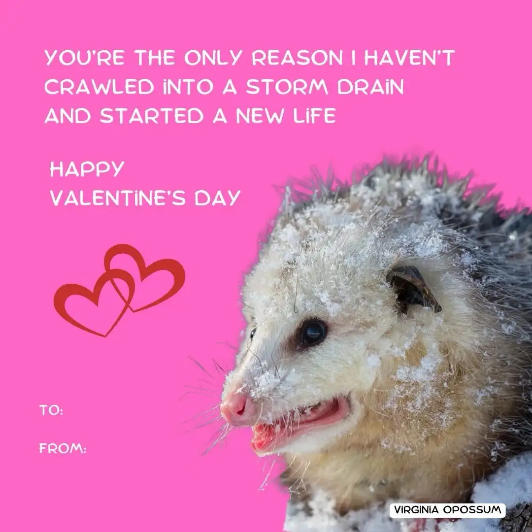 A close-up photo of a Virginia opossum covered in snow against a bright pink background. White text reads 'YOU'RE THE ONLY…