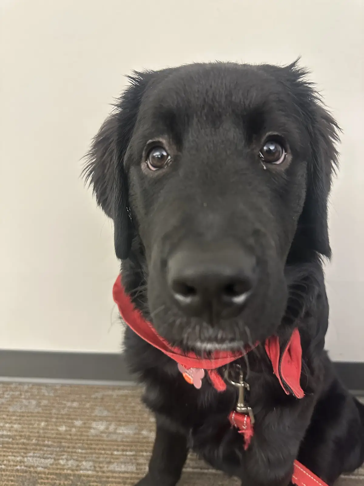 A close-up photo of a black dog with large, expressive brown eyes looking directly at the camera, wearing a red harness and…