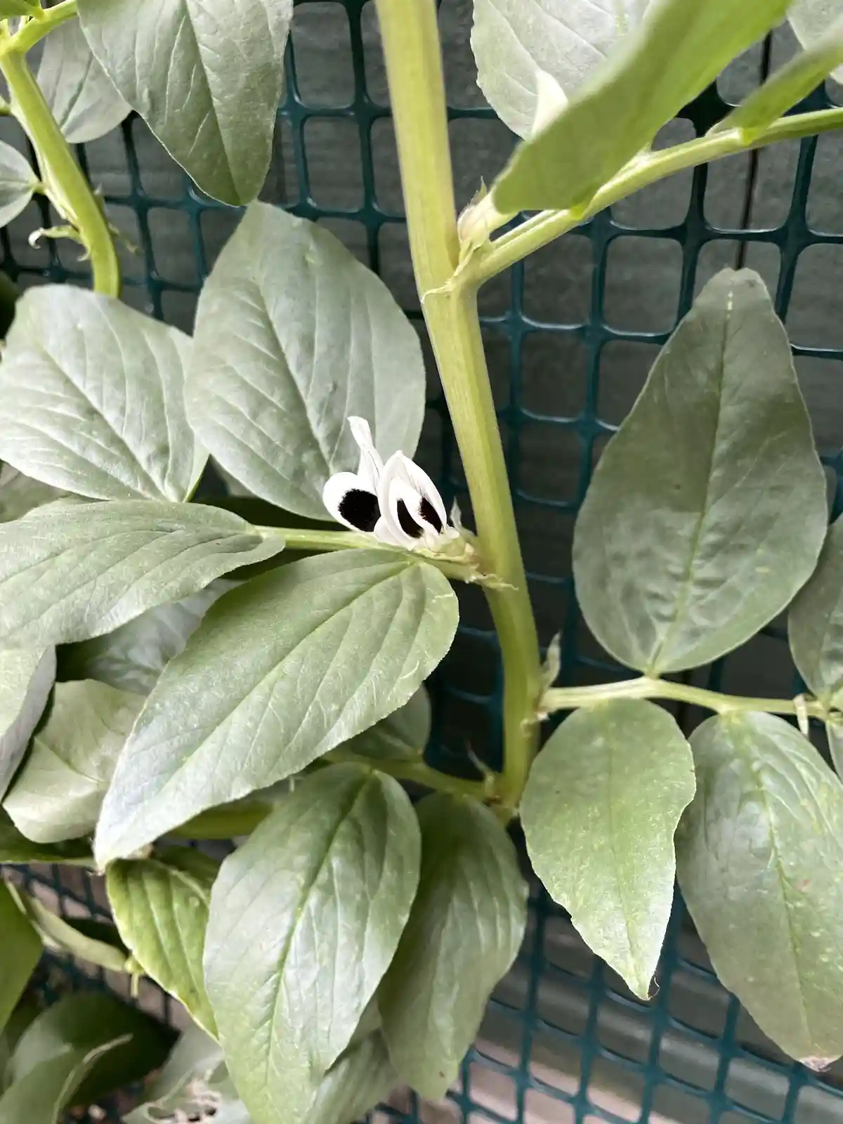 a close-up photo of a green plant with broad leaves and a small white flower that has two large black circular markings…