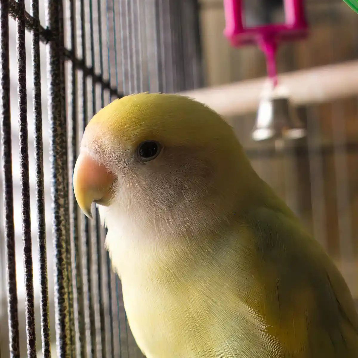 A close-up of a yellow lovebird inside a cage, looking pensively to the side. The bird has soft yellow feathers, a pale…