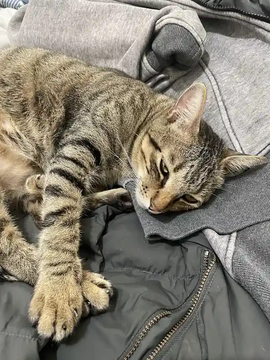 The Cat Chronicles: A Feline Adventure