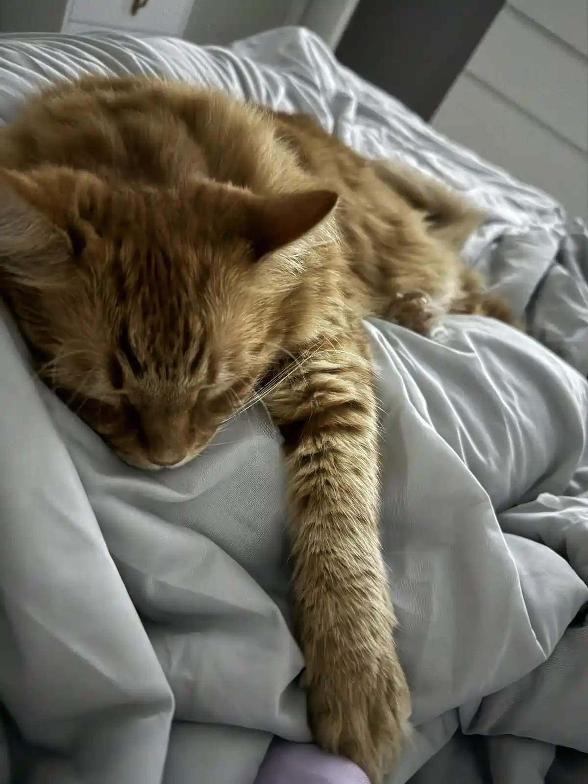 A ginger tabby cat is curled up and sleeping soundly on a rumpled light gray bedsheet, its head resting on the fabric with…