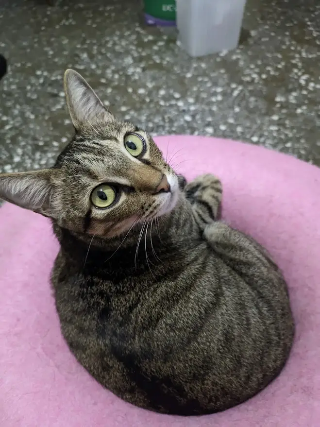 A tabby cat with green eyes sits curled up on a pink cushion, looking upward with a relaxed, slightly smug expression. The…