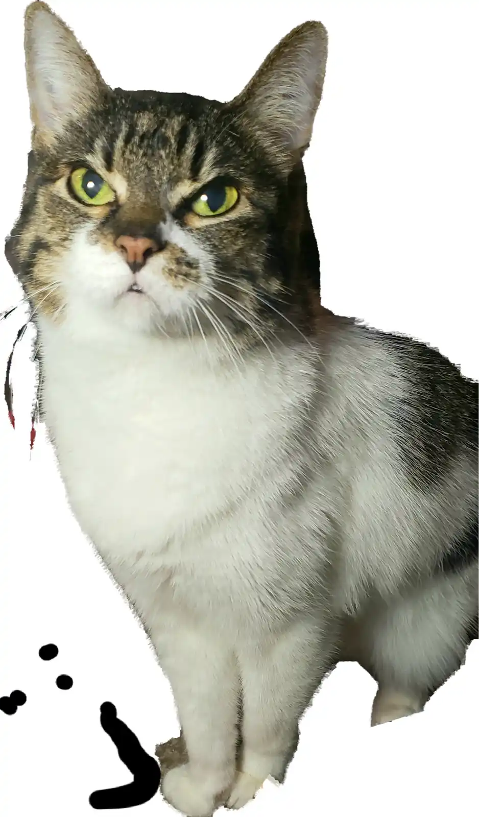 A tabby and white cat with bright green eyes stares intensely forward with a slightly downturned mouth, conveying a look of…
