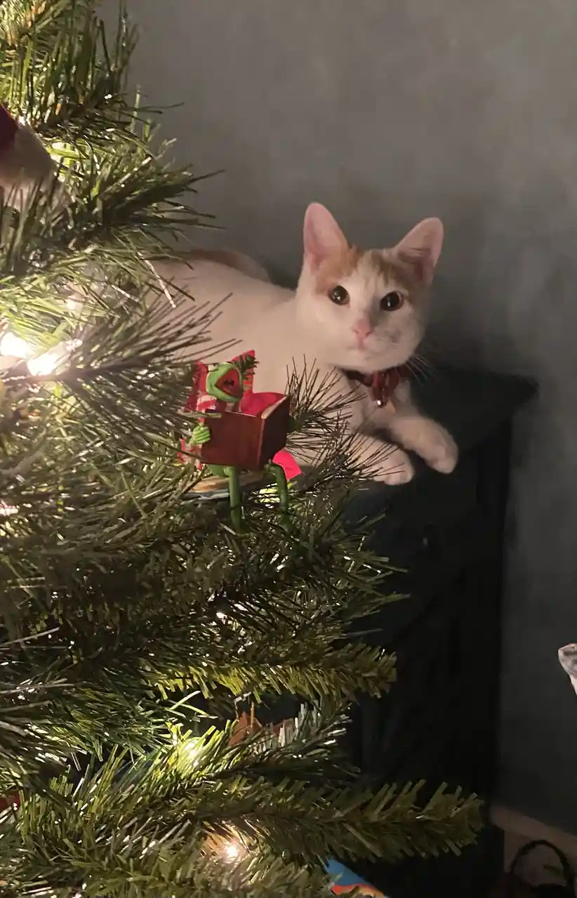 Celebrating Ollie's Very First Christmas!