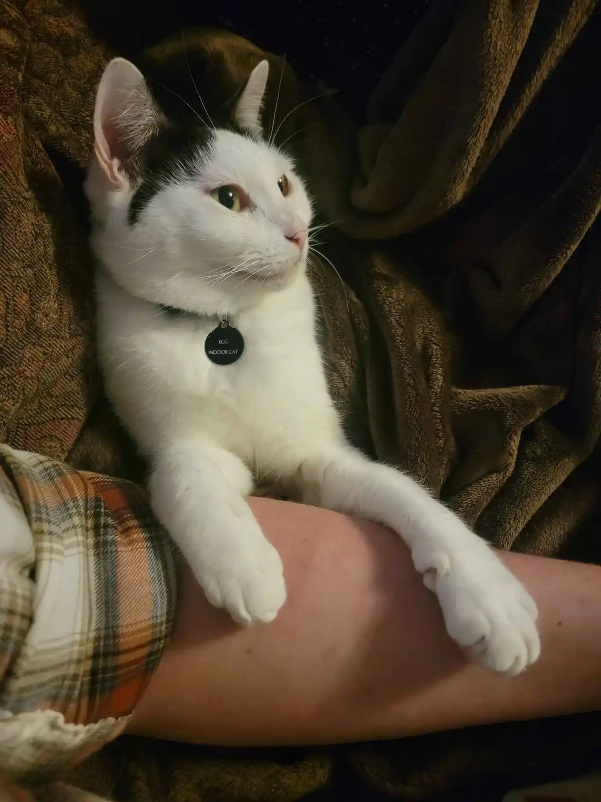A white cat with black markings on its head and ears rests comfortably on a person's lap, surrounded by brown blankets and a…