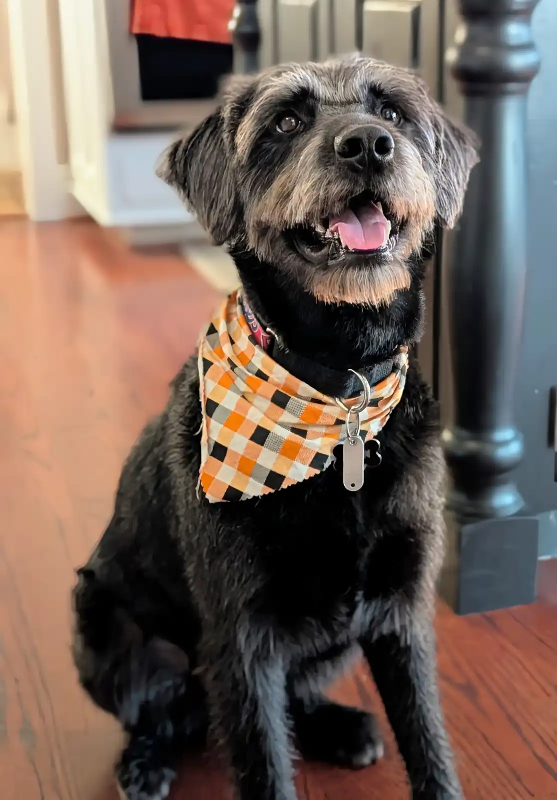 A black, scruffy dog with a happy, open-mouthed expression sits on a wooden floor, wearing an orange, black, and white…