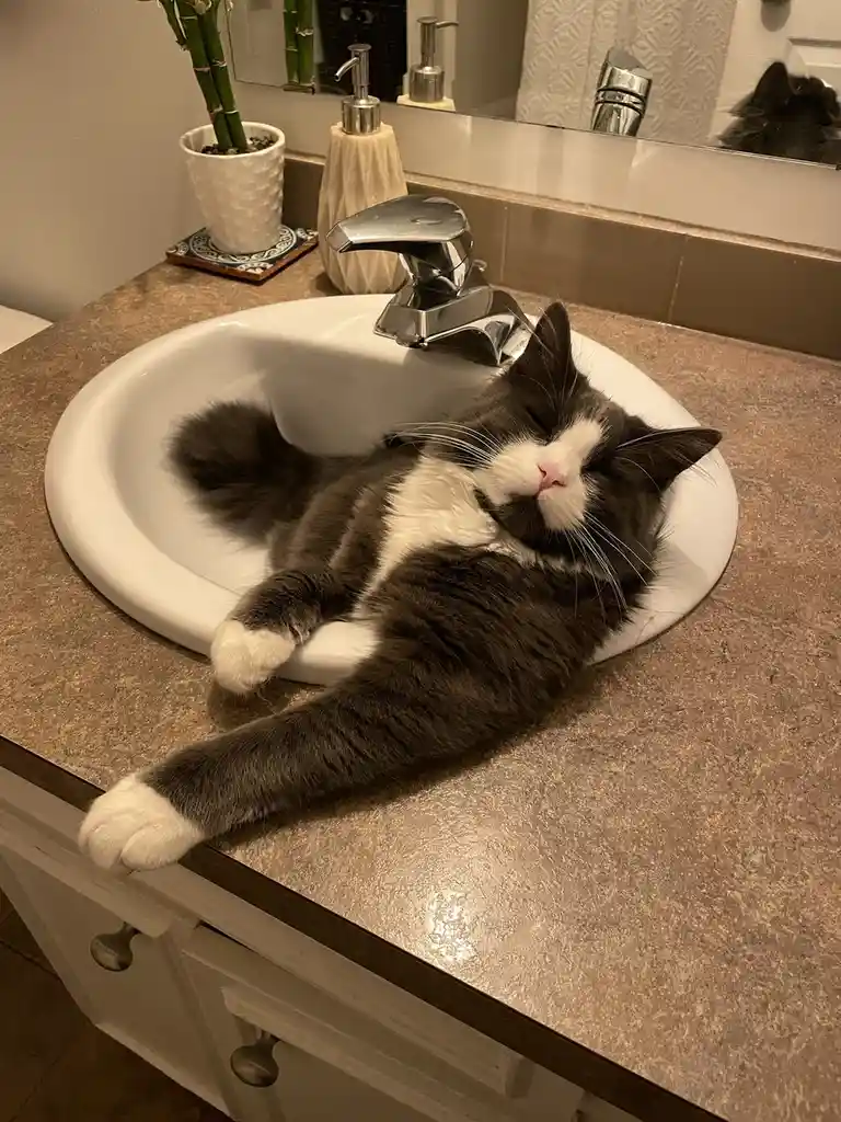 A black and white cat is sleeping soundly inside a white bathroom sink, its body sprawled across the basin and countertop…