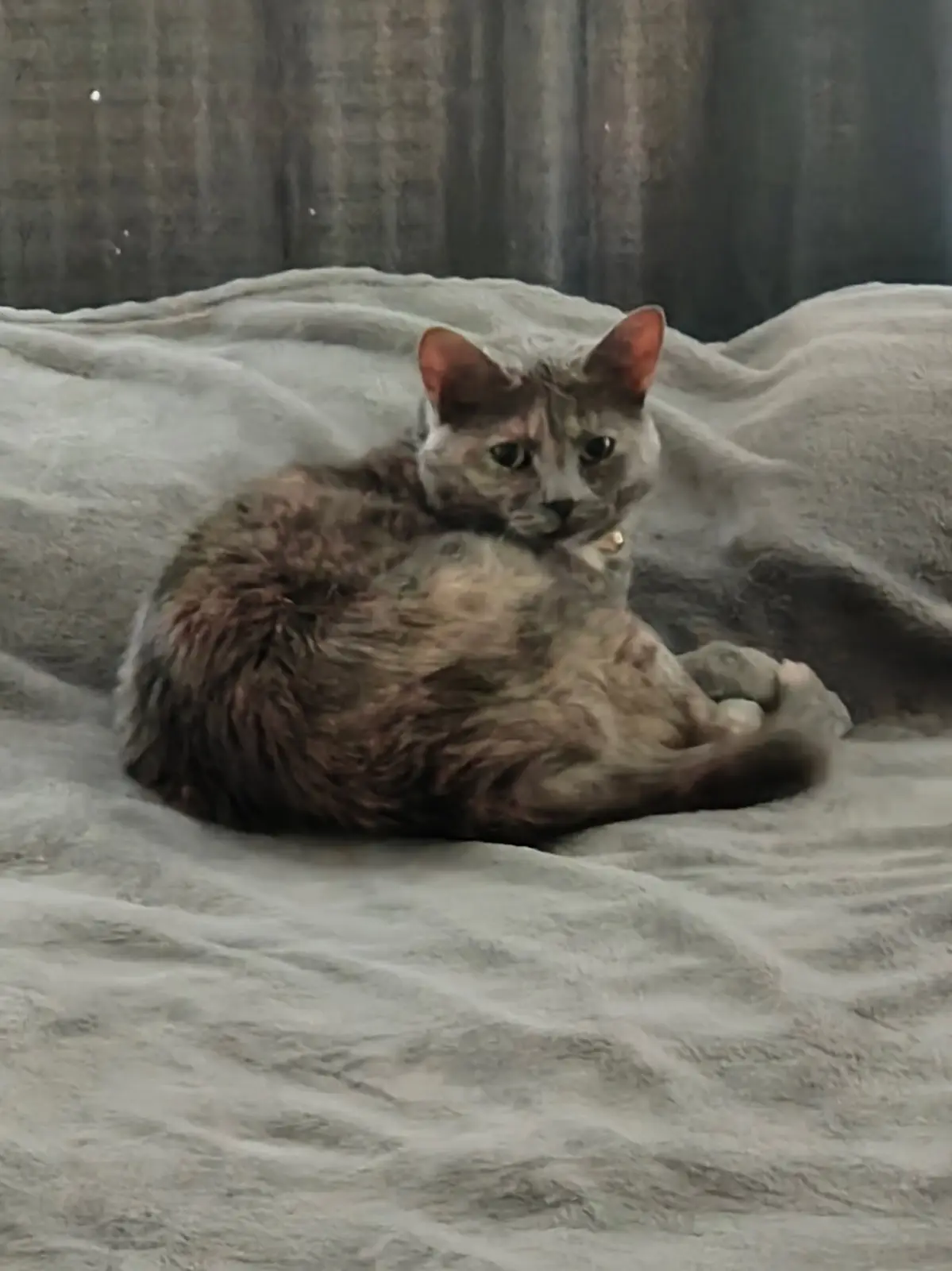 A fluffy, grayish-brown cat sits curled up on a light gray blanket, looking directly at the camera with a slightly…