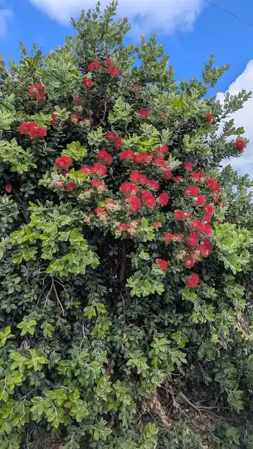 A lush green bush with numerous bright red, fluffy flowers blooms against a blue sky with white clouds. The overlaid text…