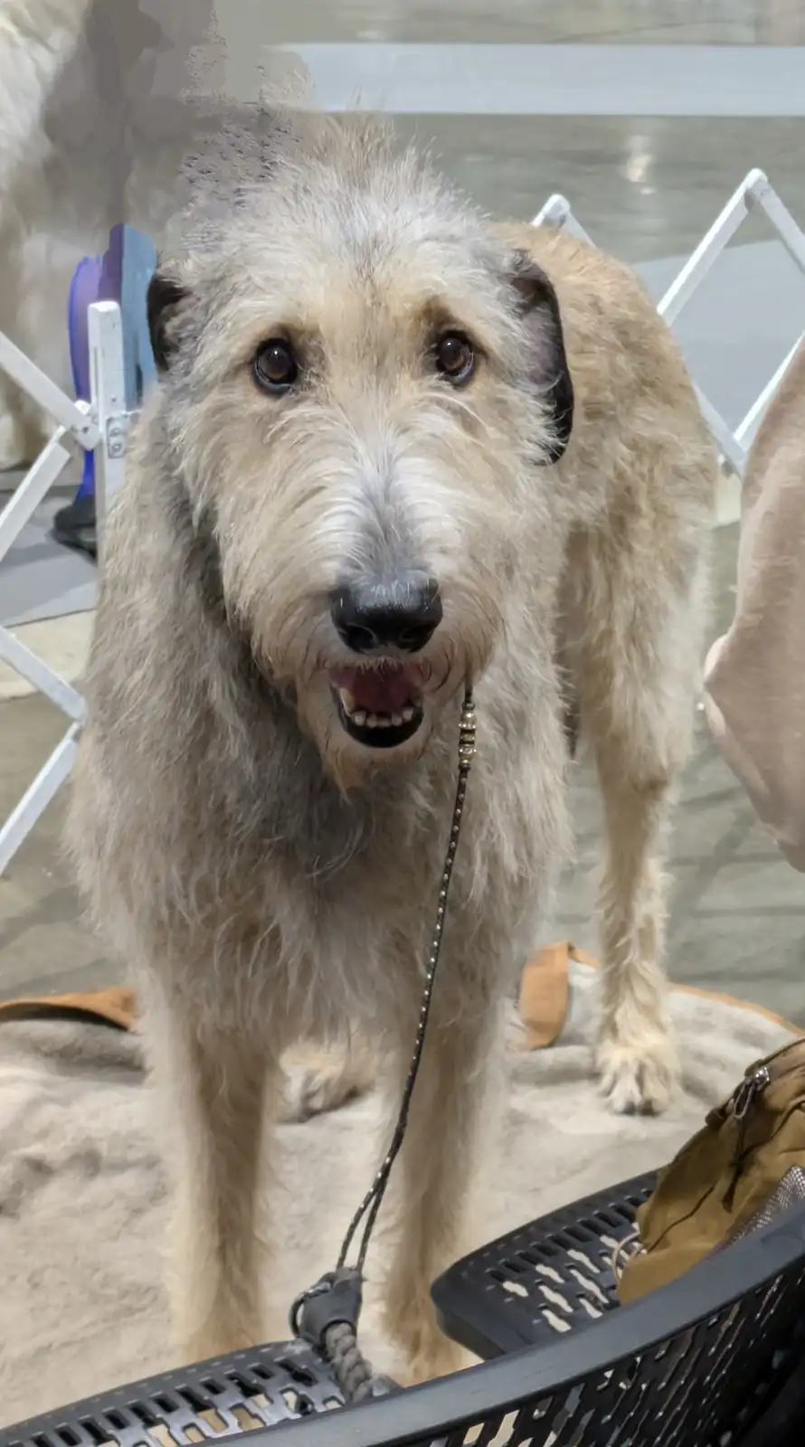 A large, shaggy, light-colored Irish Wolfhound stands on a carpeted floor, looking directly at the camera with its mouth…