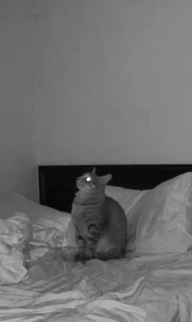 A grayscale photo of a cat sitting upright on a rumpled bed, looking upward with one eye glowing, as if seen through a…