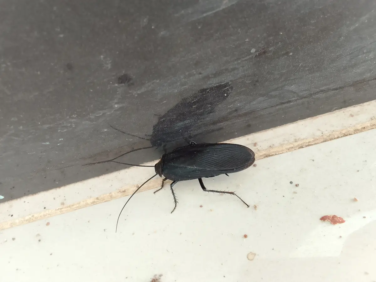 The Enigmatic Cockroach