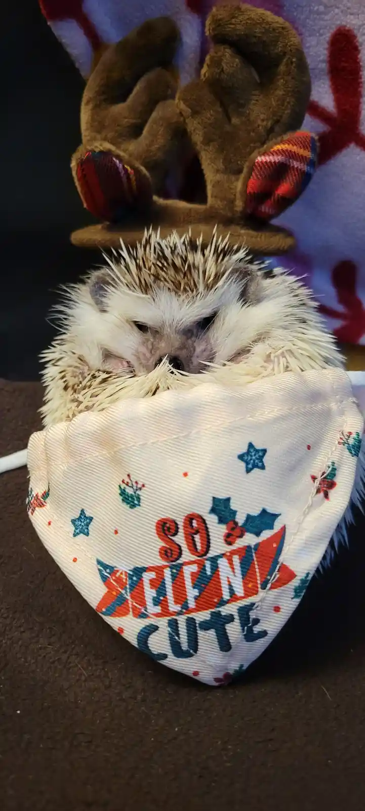 A small, sleeping hedgehog is wearing a festive bandana with the text 'so elf'n cute' and holiday-themed decorations like…
