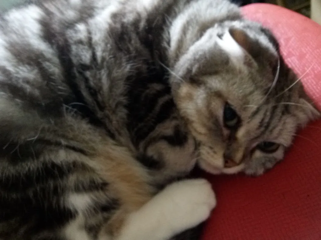 a tabby cat with grey, black, and white fur is curled up and resting on a red fabric surface, looking sleepy and unbothered…