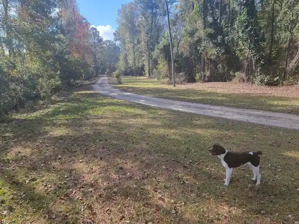 A black and white dog stands on grass beside a dirt road in a wooded area with autumn leaves. The dog looks toward the…