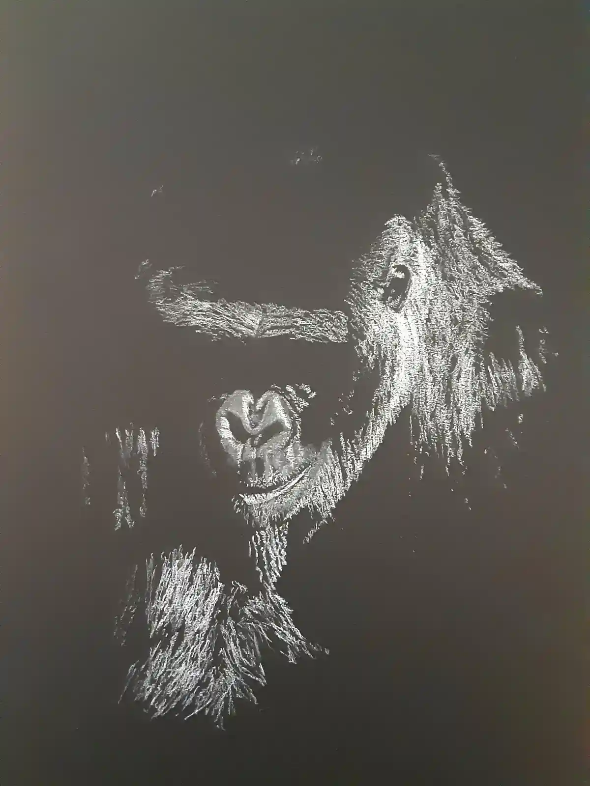 A chalk drawing on a dark surface depicts a gorilla's face with a wide, toothy grin. The image is rendered in white chalk…