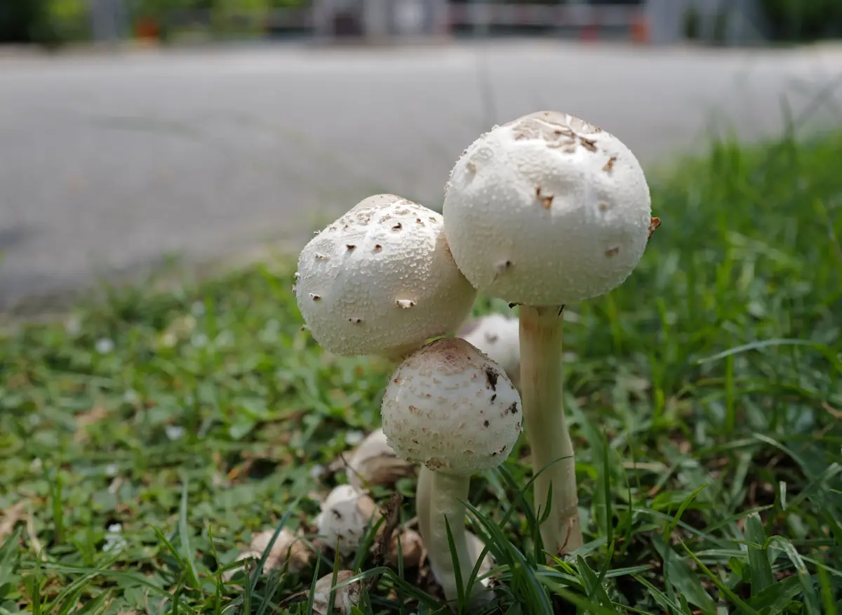 A close-up photograph shows several white, textured mushrooms growing in green grass near a paved surface. The mushrooms…
