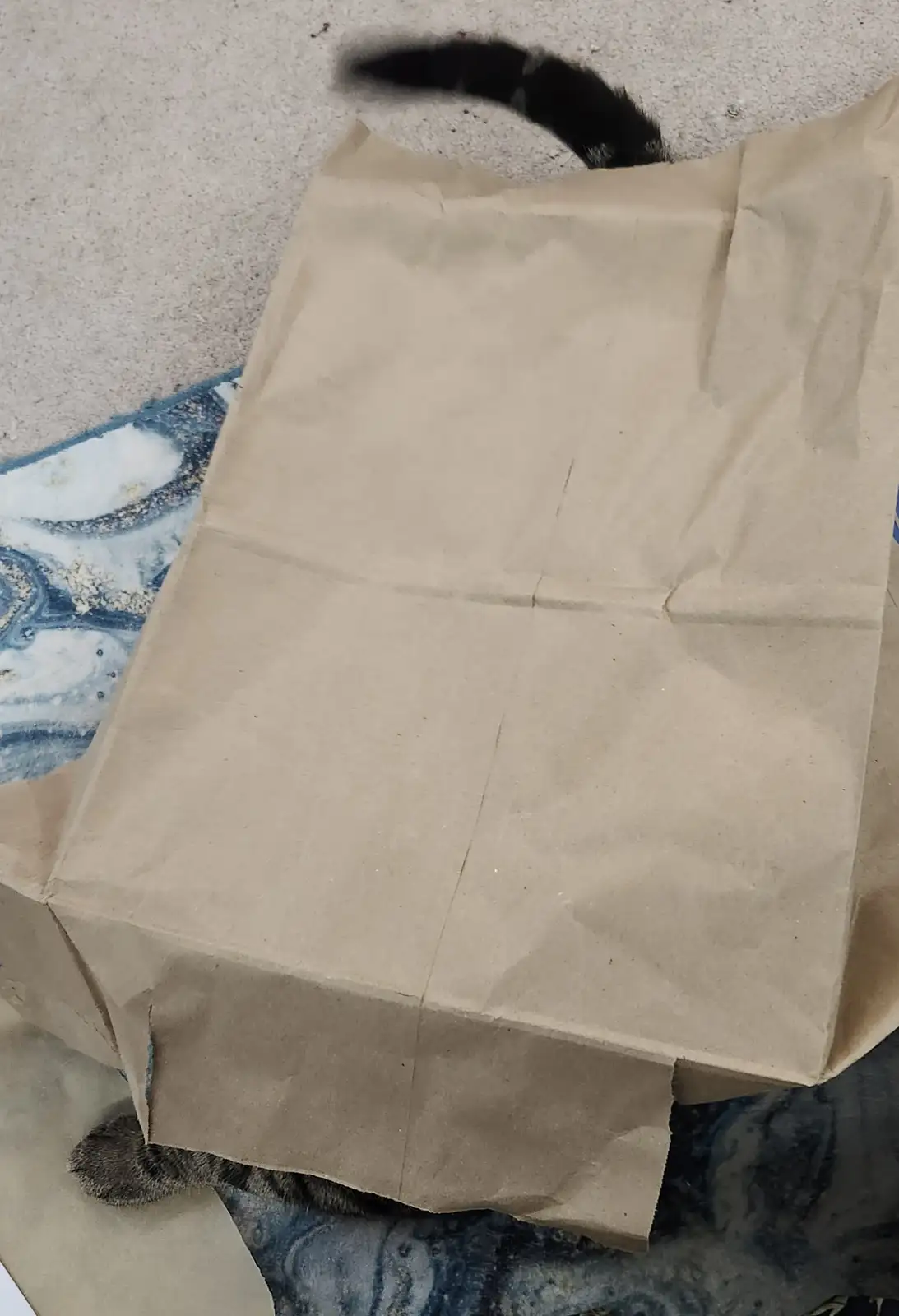 A brown paper bag sits on a patterned rug, with only the tail and paw of a cat visible peeking out from under and behind it…