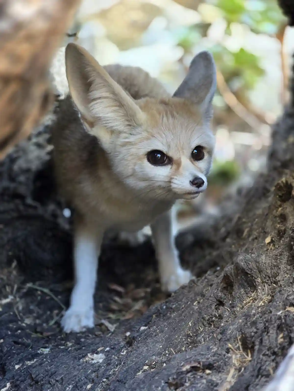 Capturing the Elusive Fennec Fox