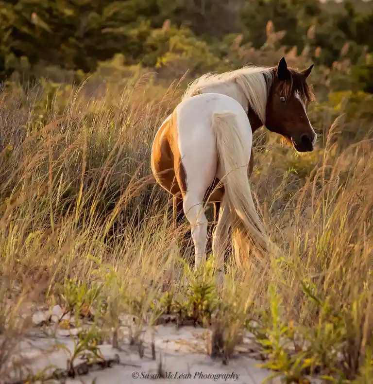 A pinto horse with a brown head and white body stands in tall, golden grass, turning its head to look back at the camera…