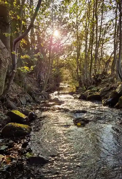A serene forest stream with sunlight filtering through trees, featuring a single yellow lemon floating in the water near…