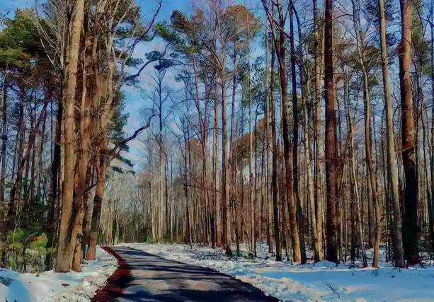 A snowy forest road flanked by tall, bare trees under a clear blue sky, with the overlaid text reading 'i'm not lazy, i'm in…