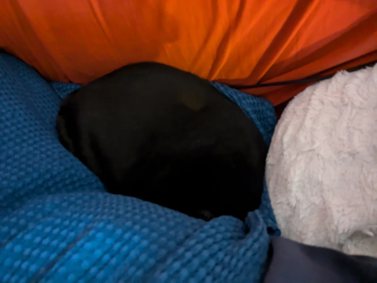 A black cat is curled up and sleeping inside an orange tent, nestled between a blue textured blanket and a white fluffy…