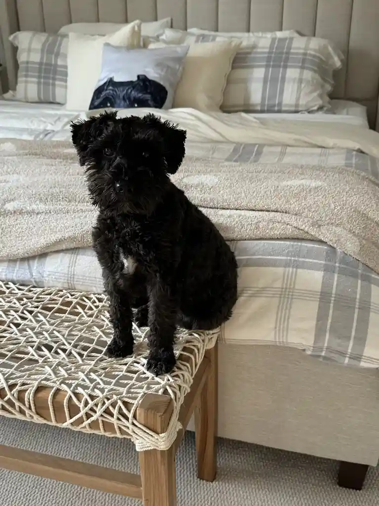 A small black dog with shaggy fur sits upright on a woven rope bench in front of a neatly made bed with plaid bedding. One…