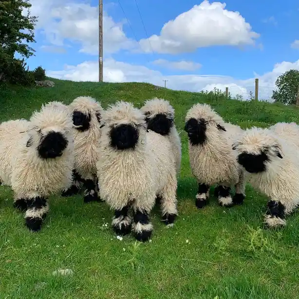 Join the Pasture Gang for Some Fun! :)