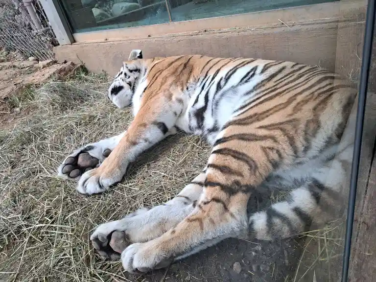 A large tiger is lying on its side on a bed of straw inside an enclosure, viewed through a glass pane. Its body is stretched…