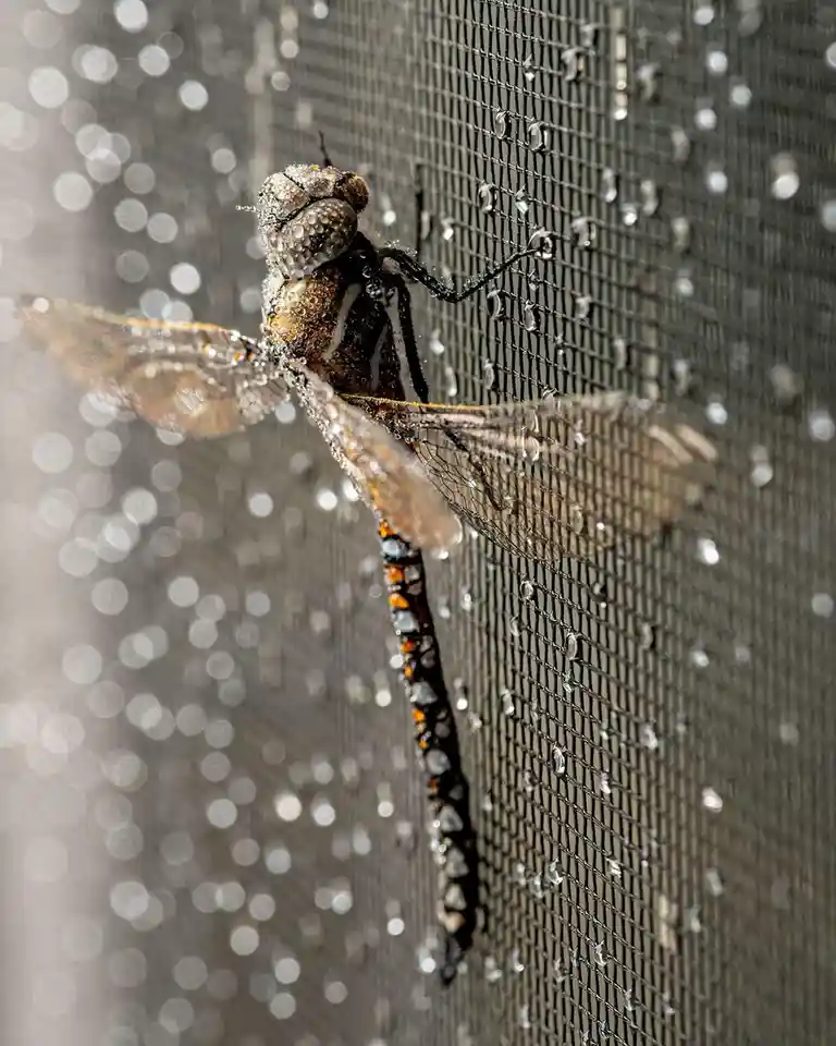 A close-up photograph shows a large dragonfly clinging to a wet window screen, its body and wings covered in water droplets…