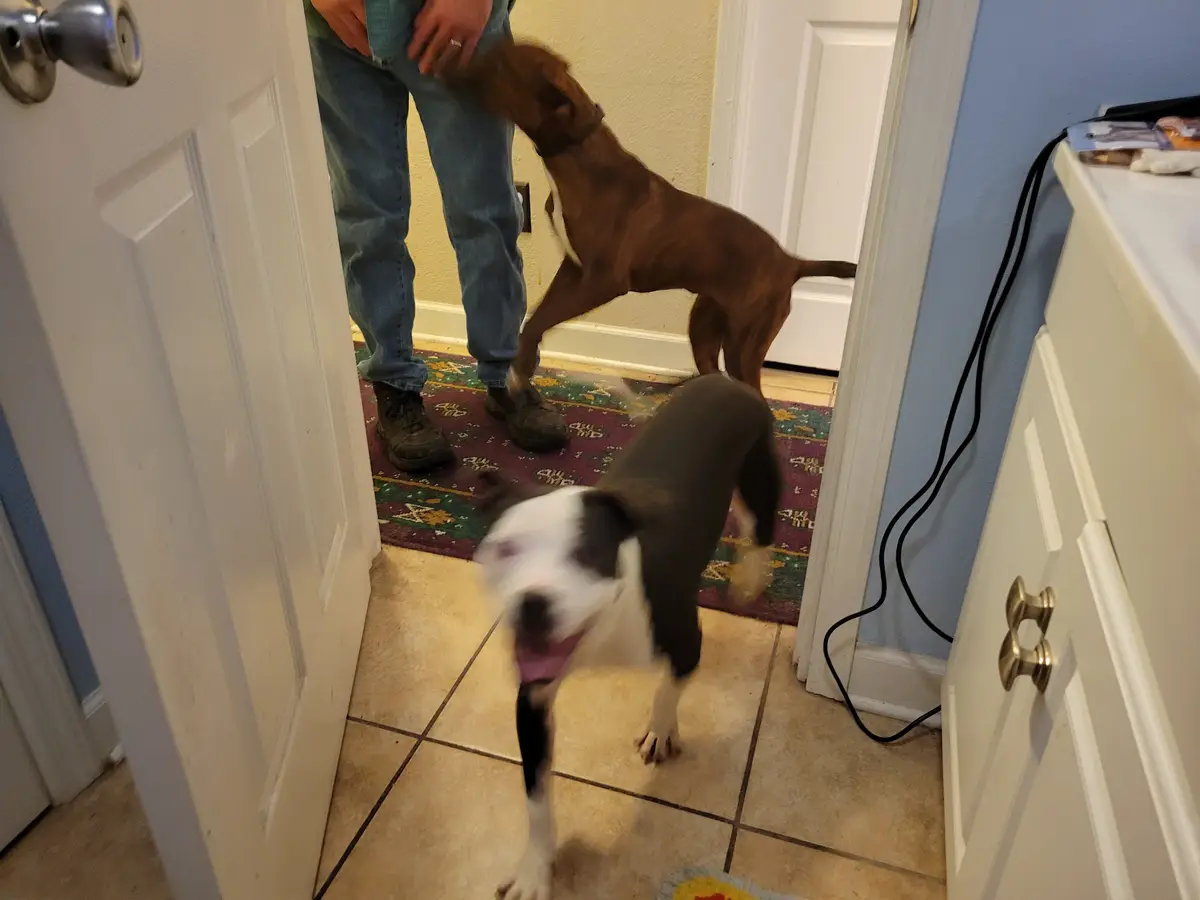 A person in jeans stands in a doorway, being affectionately licked by a brown dog. In the foreground, a black and white dog…
