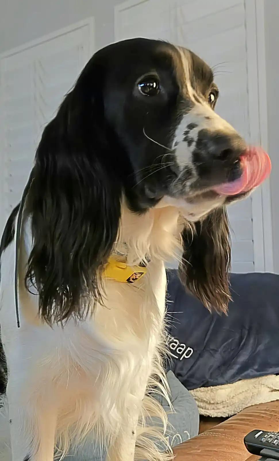 A black and white dog with long floppy ears and a yellow collar is licking its lips while looking off to the side. The dog…