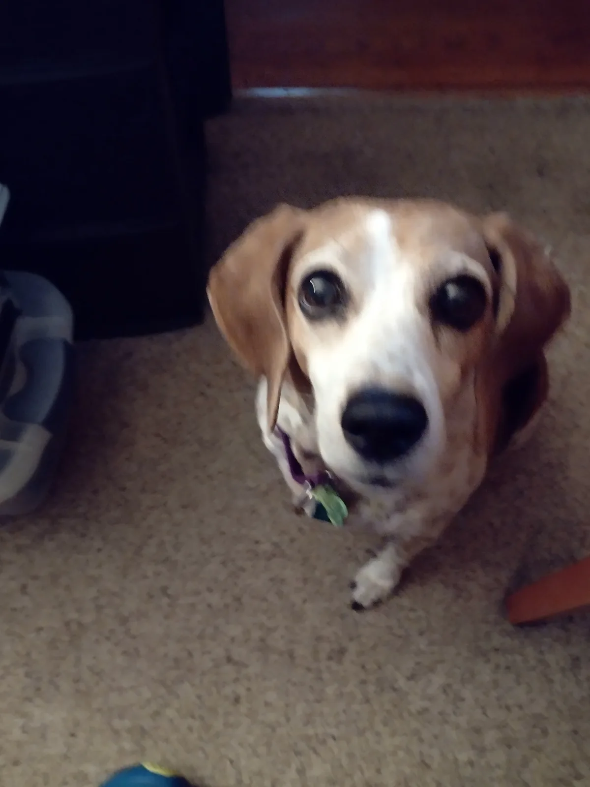A close-up, slightly blurry photo shows a beagle dog looking up with large, pleading eyes from a carpeted floor. The dog has…